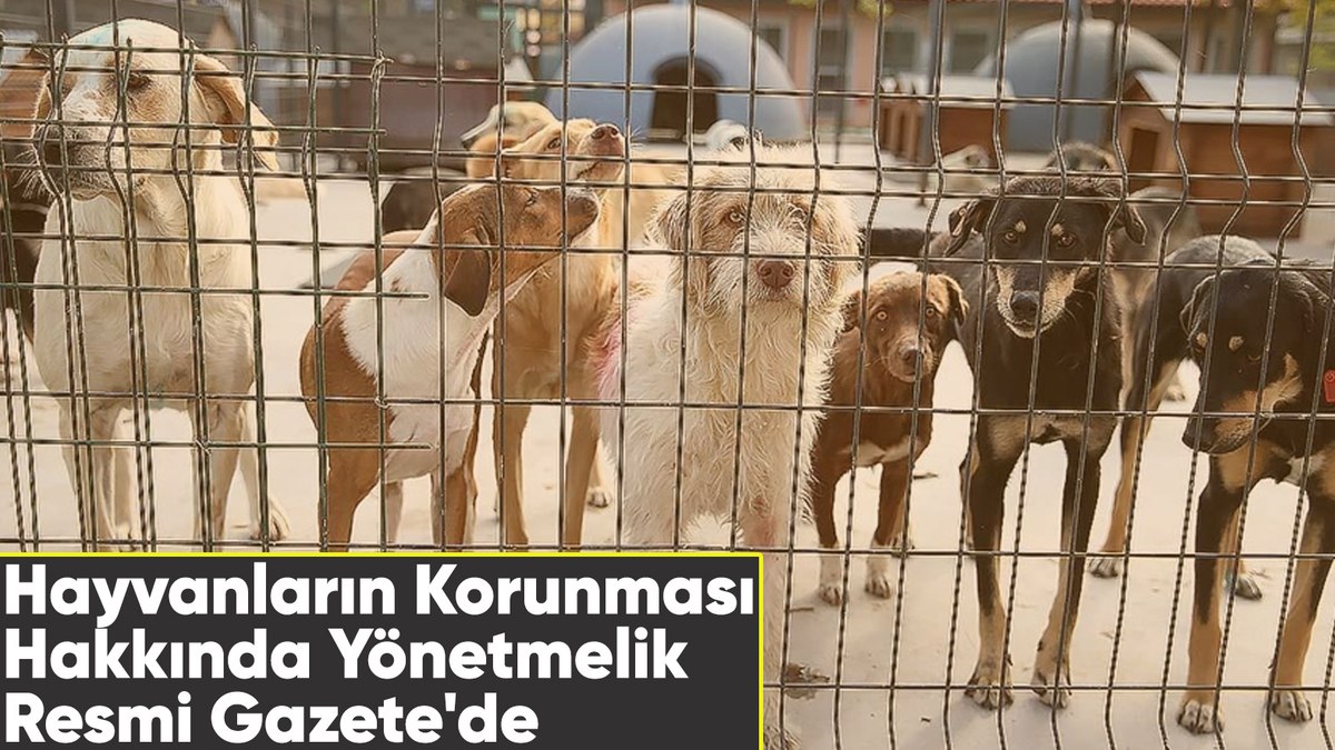 Hayvanların Korunması Hakkında Yönetmelik Resmi Gazete’de